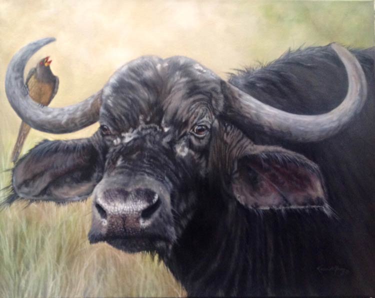 Oxpecker and Cape Buffalo