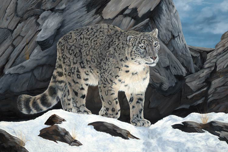 Fading Footprints, Snow Leopard